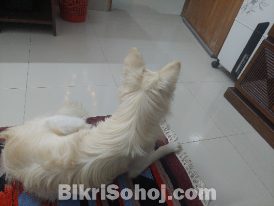 Selling Japanese Spitz Dog